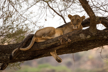 Löwin auf einem Baum (Panthera leo)