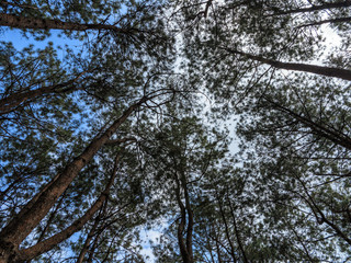 Looking up to Forest - Green Tree branches nature abstract, tree top