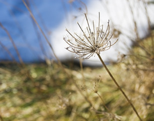枯草　冬　素材