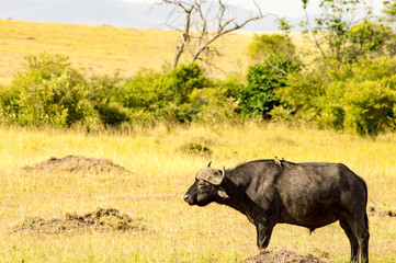 Naklejka na ściany i meble Isolated Buffalo grazing in the savannah of Maasai Mara Park in North West Kenya