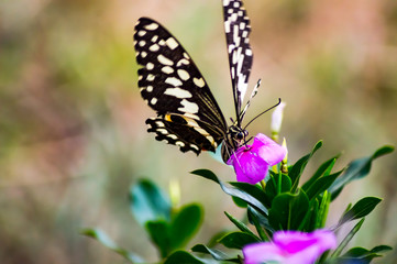 Black and white butterfly on a pink flower in the Masai Mara Park in Kenya