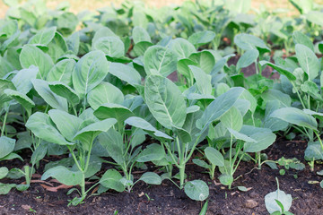 organic vegetable chinese kale in agriculture farm.