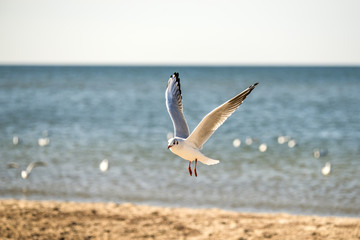 Lachmöwe beim Flug tief über den Strand