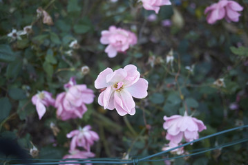 Milan, Italy - December 17, 2017 : Pink roses