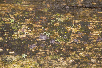 old rotting piece of wood closeup