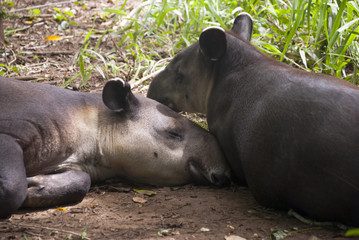 A tapir (Tapirus bairdii) is a large browsing mammal, similar in shape to a pig, with a short, prehensile snout.