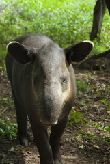 A tapir (Tapirus bairdii) is a large browsing mammal, similar in shape to a pig, with a short, prehensile snout.