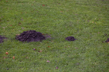 molehill on the grass