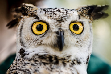 Owl