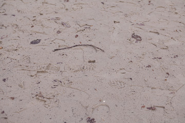 imprinted footprints on the wet sand