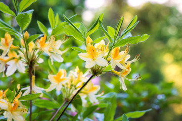 Rhododendron or azalea blooming flowers in the spring garden, nature background. Daviesii rhododendron or daviesii azalea, beautiful yellow flowering shrub