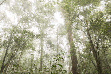 Fototapeta premium green trees