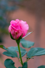 Close up photo of of half blooming pink rose and green leaves with blurry background.