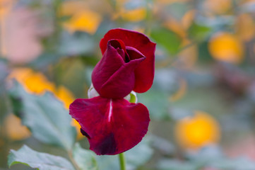 Close up photo of half blooming red rose isolated with white blurry background.