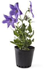 Violet flower of Platycodon, Platycodon grandiflorus, or bellflowers in flower pot, isolated on white background. Balloon flower of violet Platycodon in bloom during summer