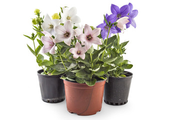 Colorfull flowers of Platycodon, Platycodon grandiflorus, or bellflowers, isolated on white background. Balloon flower of Platycodon in bloom during summer