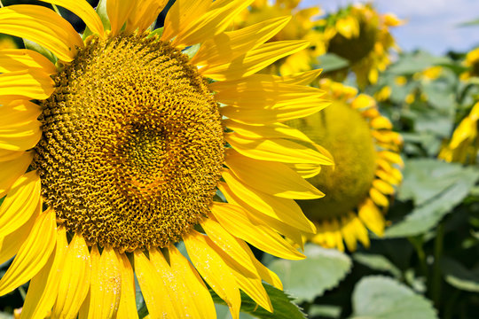 Sunflowers field under the summer blue sky and bright sun lights