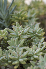 Group of beautiful green succulent plants