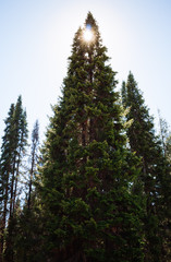 High green fir tree and sun shining through her top.