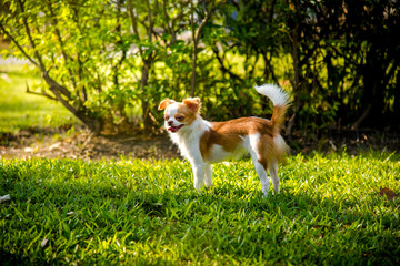 Chihuahua dog with brown hair On the grass in the park.
