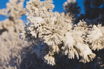 winter, story, snow, frost, new year, January, nature, beauty, horse