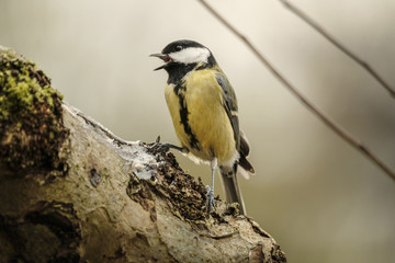 Obraz premium Kohlmeise