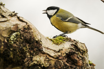 Obraz premium Kohlmeise