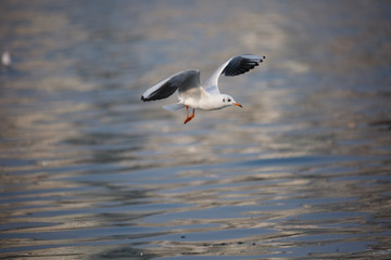 A flying bird