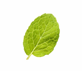 Fototapeta premium single mint leaf on white