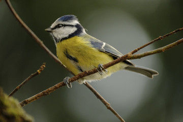 Fototapeta premium Modraszka