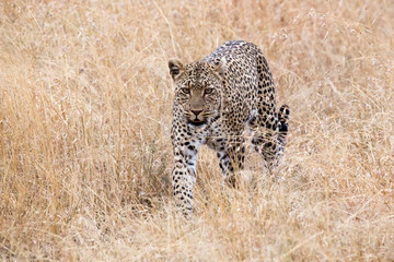 Leopard (Panthera pardus) 