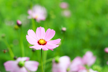 Pink Cosmos Flower in love tone colors.