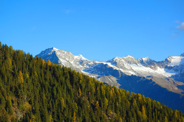 Bergwald und schneebedeckte Gipfel