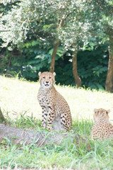 チーター