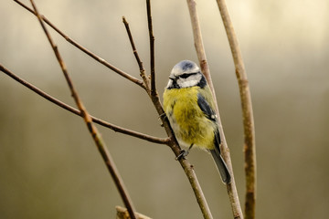Blaumeise