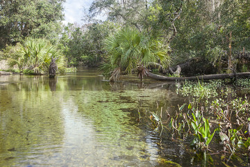 Juniper Spring Creek, Florida
