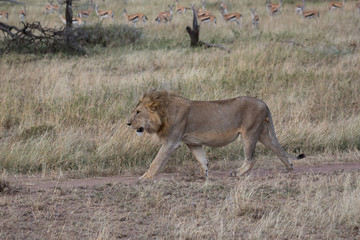 König der Tiere - Löwe auf der Wanderung