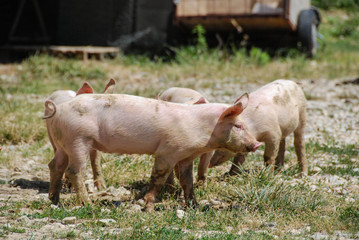 Some piglets looking for food