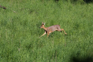Chevreuil courant dans l'herbe