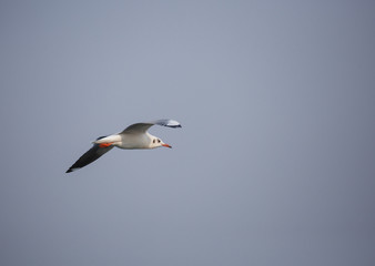 A flying bird