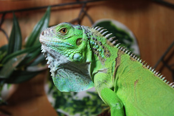 Iguana Verde