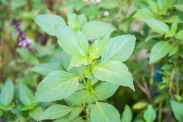 Obraz premium Thai Sweet basil leaf close up