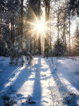 Winter im Wald mit Schnee und Sonnenlicht