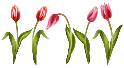 Tulips. Set of realistic vector illustrations of red and pink tulips flowers isolated on white background.