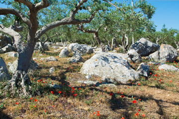 Big and old ancient olive tree in the olive garden in Mediterranean