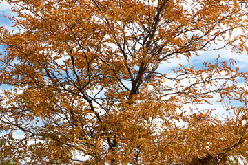 Fall colors background