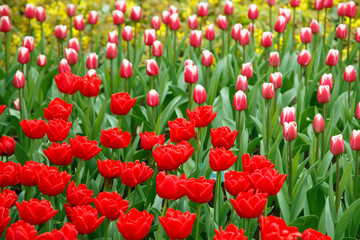 Fototapeta premium Blühende Tulpen im Keukenhof in Lisse, Holland