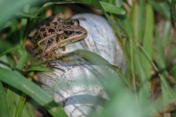 Maskarenfrosch