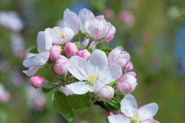 fresh spring flowers of apple tree on the branches.