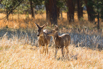 Herd of Mule Deer
